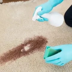 Mit blauen Handschuhen und einem Schwamm werden eingetrocknete Rotweinflecken auf einem hellen Teppich entfernt.