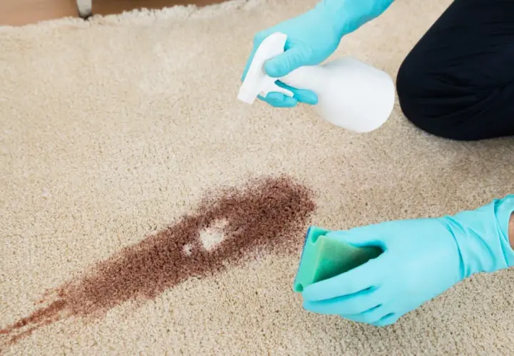 Mit blauen Handschuhen und einem Schwamm werden eingetrocknete Rotweinflecken auf einem hellen Teppich entfernt.
